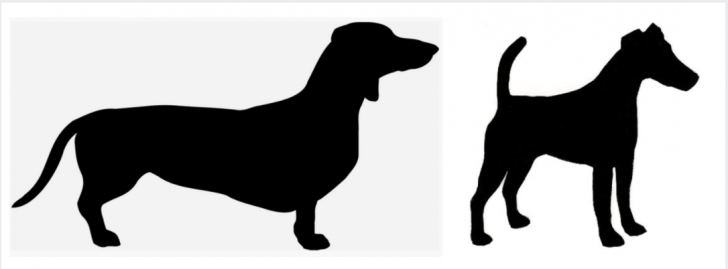 structure,forechest,chest,breeder,front assembly, Smooth Fox Terrier,Dachshund