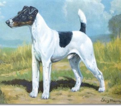 Fox Terrier,pipestopper,standard,terms,Smooth Fox Terrier,structure,tail