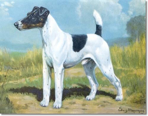 Fox Terrier,pipestopper,standard,terms,Smooth Fox Terrier,structure,tail