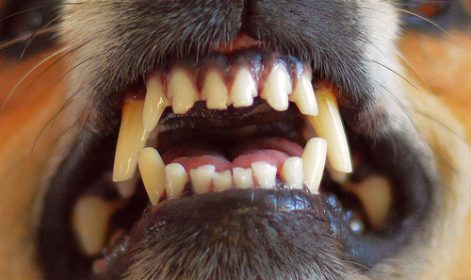doberman pinscher teeth