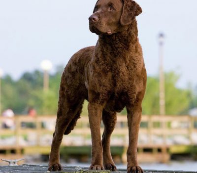 Chesapeake Bay Retriever,Brown Winchester, Otter Dog, Newfoundland Duck Dog, Red Chester Ducking Dog,Chesapeake Bay Ducking Dog,Sailor, Canton,history,Poultry and Fancier Association Show, Chicken People