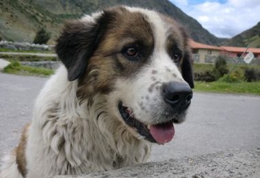 Mucuchies, Perro de los Peramos,Venezuela,National Dog,National Dog of Venezuela,Simon Bolivar