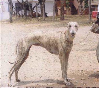 North Indian Greyhound, Rampur Hound, Rampuri,Rampuree,nickname,Greyhound of the Orient,Tazi,Afghan Hound, Greyhound,Reza,Kesari,Sahi Shikari