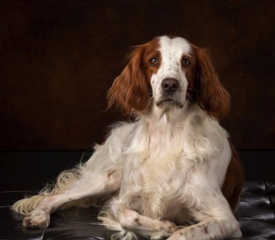 Irish Red and White Setter,Not Just Another Pretty Face #1, Maddie,hunt test, hunting dog,senior hunter title
