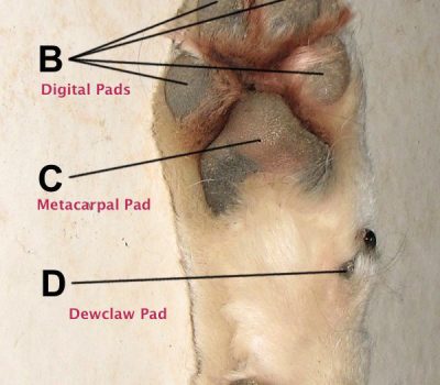 Paw,foot,pads,structure
