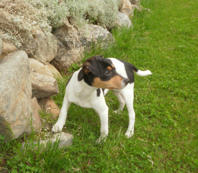 Danish-Swedish Farmdog, Skraalian, SAR, search and rescue dogs,