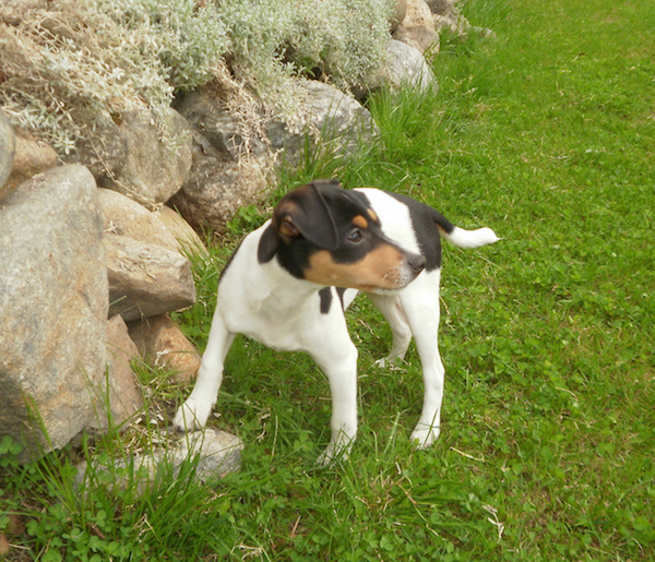 Danish-Swedish Farmdog, Skraalian, SAR, search and rescue dogs,