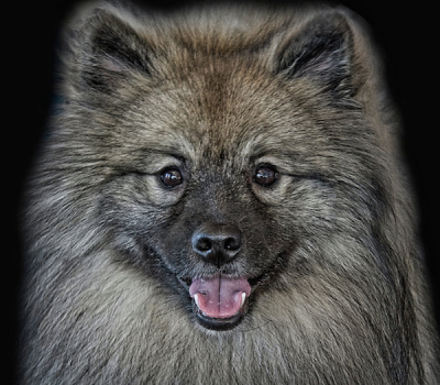 agouti,hair,color,Keeshond,Chiens Loup,Wolfspitzen,Lupini,names