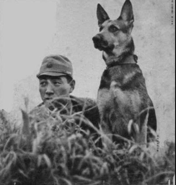 German Shepherd Dog, Doberman Pinscher, Akita, Airedale Terrier,military dog, war dog