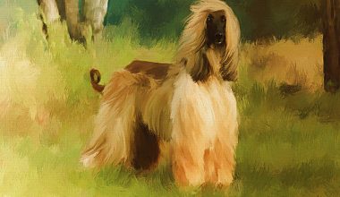 Afghan Hound,Barukhzy Hound,type,Bell-Murray,Persian Greyhound, Afghan Greyhound,Cabul Dog,Ghazni,name