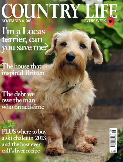 Lucas Terrier,Vulnerable Breeds,Dandie Dinmont, Sealyham Terrier,Sir Jocelyn Lucas,Country Life,Mrs. Enid Plummer
