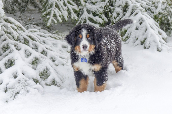 The Berner and the Flag