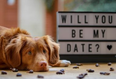 Nova Scotia Duck Tolling Retriever