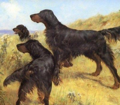 Gordon Setter,gun dog, hunting dog,field trial