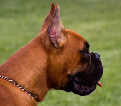 Boxer,terms,structure,type,Tip up of the nose.Tip Up,nose, expression