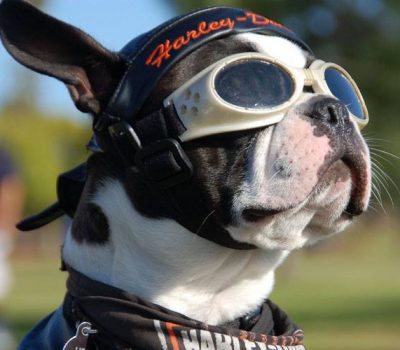 Boston Terrier,Chopper,Biker Dog,Harley Davidson