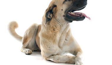 Anatolian Shepherd