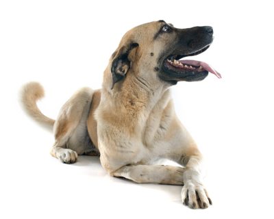 Anatolian Shepherd