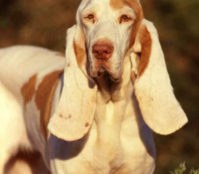 Sabeusos Espanoles, Chien Courant Espagnol, Spanish Hound.hound, hunting dog,