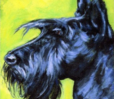 Scottish Terrier,term,shark nose,Scottie