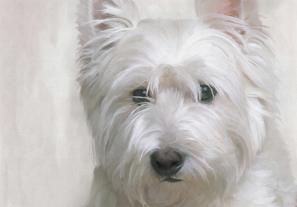 West Highland White Terrier,Westie,Roseneath Terrier,Col. Edward Malcolm,Poltalloch Terrier,history