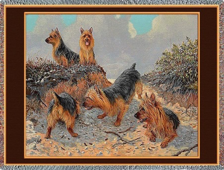 Australian Terrier,Cesky Terrier,American Hairless Terrier,Tenterfield Terrier