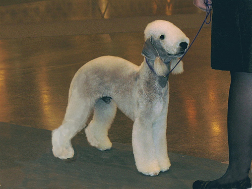 topline,back,structure,Bedlington Terrier,Whippet,Chesapeake Bay Retriever,Dr. Christine Zink,withers,loin, croup,dock