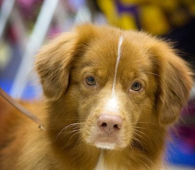 Nova Scotia Duck Tolling Retriever,Toller,history,hunting dog,Little River Duck Dog,Yarmouth Toller