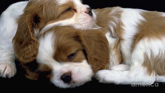 The Cavalier King Charles And The English Toy Spaniel Differences