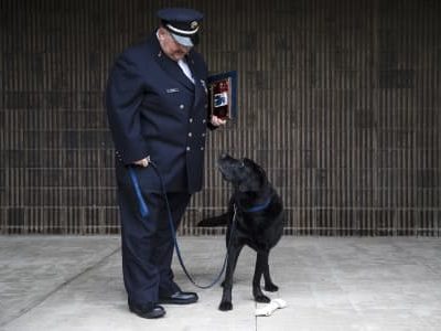 Labrador Retriever,Arson dog, first accelerant detection canine,arson detection dog,Chance,State Farm Insurance