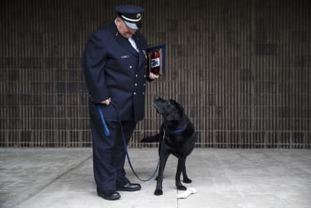 Labrador Retriever,Arson dog, first accelerant detection canine,arson detection dog,Chance,State Farm Insurance