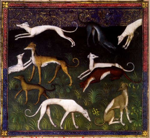 Greyhound,Dame Juliana Berners,Book of Saint Albans