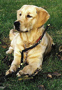 Golden Retriever,service dog, Hero,All Star Animal Award