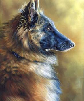 Belgian Tervuren, belgian sheepdog,Continental Shepherd Dogs,Club du Chien de Berger Belge