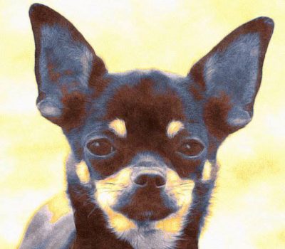 Chihuahua, saucy, breed standard,