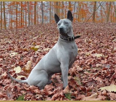 Thai Ridgeback,Mah Thai Lang Ahn