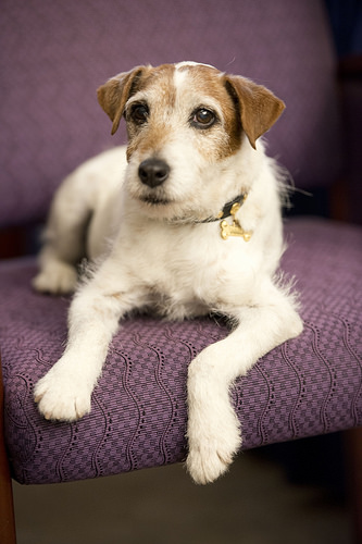 Uggie,Jack Russell Terrier,movies,film,Academy Award, The Artist,Water for Elephants,Reese Witherspoon