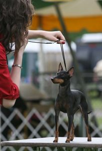 Not Just Another Pretty Face, Manchester Terrier, Toy Manchester Terrier, earthdog, AKC title, Master Earthdog