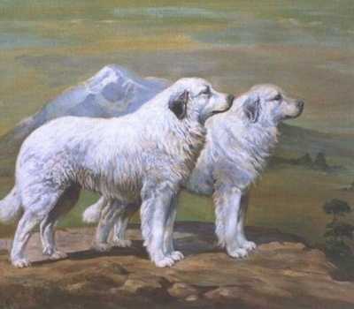 Pyrenean Mountain Dog, and in their native France, they are Le Chien de Montagne des Pyrenees or Le Chien des Pyrenees