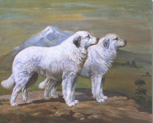 Pyrenean Mountain Dog, and in their native France, they are Le Chien de Montagne des Pyrenees or Le Chien des Pyrenees