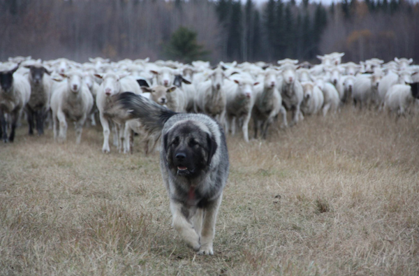 Sarplaninac, Illyrian Shepherd Dog, Macedonian Shepherd Dog, Шарпланинец and llyrian Sheepdog, LGD, Livestock Guardian Dog,