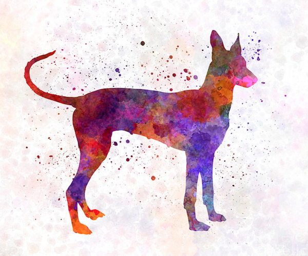 Cirneco dell'Etna,sighthound,hunting dog