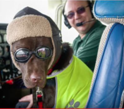 Labrador Retriever,Callie,Civil Air Patrol,Aircraft Owners and Pilots' Association