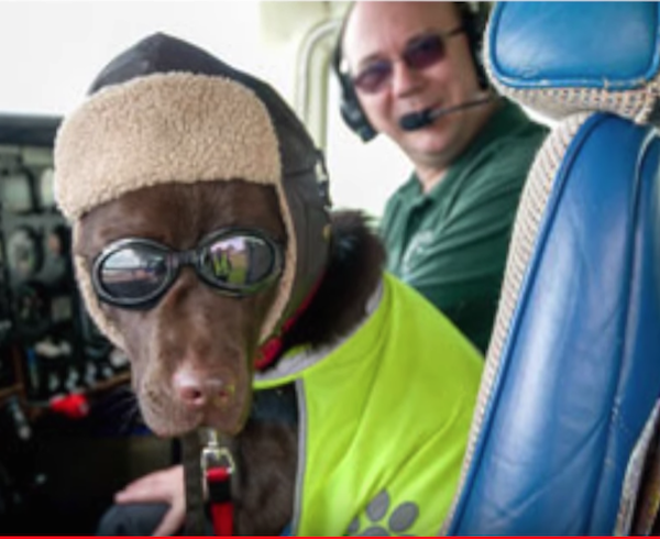Labrador Retriever,Callie,Civil Air Patrol,Aircraft Owners and Pilots' Association