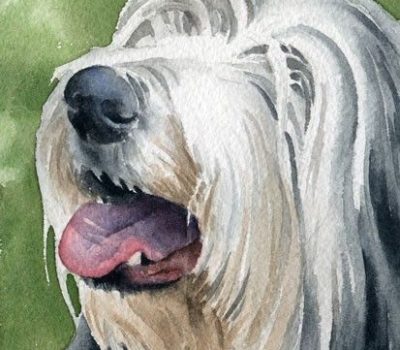 Bearded Collie,Berger Picard,Wirehaired Dachshund,Giant Schnauzer,tibetan terrier,Bouvier,No Shave November, beard, hair,facial furnishing,breed standard,