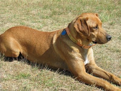 Mountain Cur,Hugh Stephens, Woody Huntsman, Carl McConnell,Dewey Ledbetter,FSS.AKC