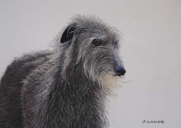 ears,Scottish Deerhound,standard