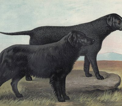 Curly Coated Retriever, Extinct Dog Breeds, setters,English Water Spaniel,Llanidloes Welsh Setter