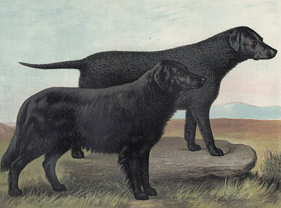 Curly Coated Retriever, Extinct Dog Breeds, setters,English Water Spaniel,Llanidloes Welsh Setter