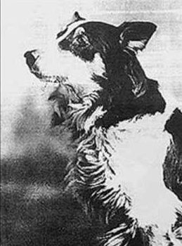 Strongheart, Rin Tin Tin,Jean,the Vitagraph dog,Helen Hayes,Etzel von Oeringen, Laurence Trimble,Collie,Border Collie,film,movies